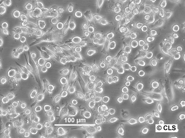 WEHI-164 cell