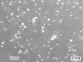 WEHI-3 cell