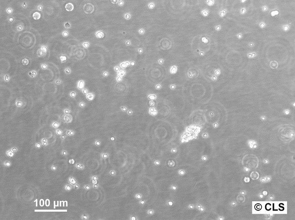WEHI-3 cell