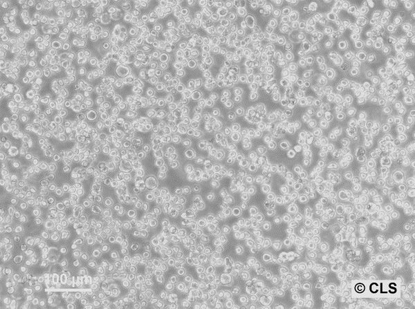 WEHI-3B cell