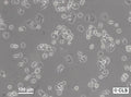 WiDr cell