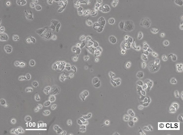 WiDr cell