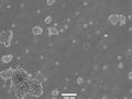 WIL2 cell