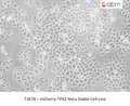 mCherry-TPX2 HeLa Stable Cell Line – Figure 1 of 1