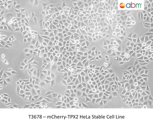 mCherry-TPX2 HeLa Stable Cell Line – Figure 1 of 1
