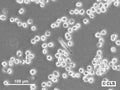 WS1-CLS cell
