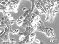 WT-CLS1 cell