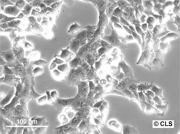 WT-CLS1 cell