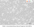 Immortalized Mouse Neural Progenitor Cells (iNPCs) – Figure 1 of 1