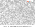 GFP and RFP Expressing HEK293 Stable Cell Line | Applied Biological Materials (abm)