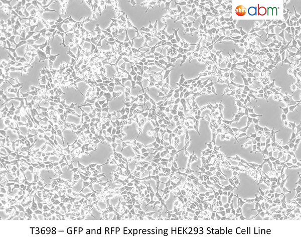 GFP and RFP Expressing HEK293 Stable Cell Line | Applied Biological Materials (abm)