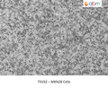 MKN28 Cells | Applied Biological Materials (abm)