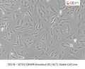 SETD2 CRISPR Knockout RCJ-41T1 Stable Cell Line | Applied Biological Materials (abm)