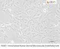 Immortalized Human Dermal Microvascular Endothelial Cells – Figure 1 of 1