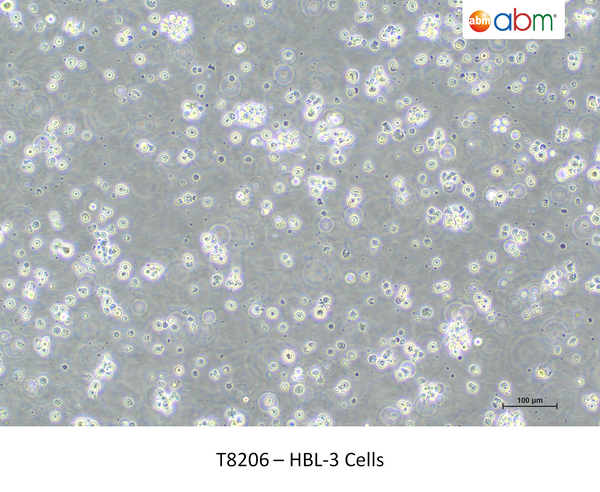 HBL-3 Cells – Figure 1 of 1
