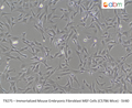 Immortalized Mouse Embryonic Fibroblast MEF Cells (C57B6 Mice) - SV40 | Applied Biological Materials (abm)