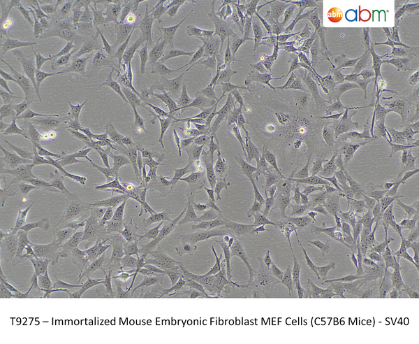 Immortalized Mouse Embryonic Fibroblast MEF Cells (C57B6 Mice) - SV40 | Applied Biological Materials (abm)