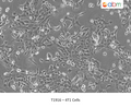 4T1 Cells – Figure 1 of 1