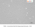 Immortalized Adult Rat Hippocampal Astrocytes - SV40 – Figure 1 of 1