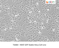 NFAT-GFP Stable HeLa Cell Line | Applied Biological Materials (abm)