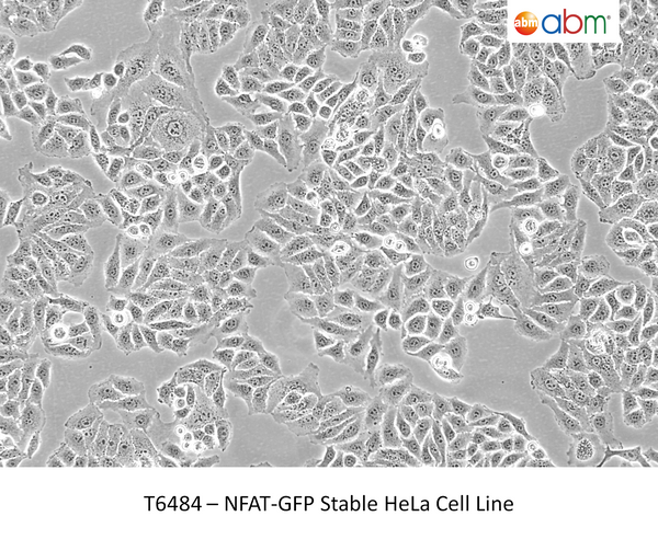 NFAT-GFP Stable HeLa Cell Line | Applied Biological Materials (abm)