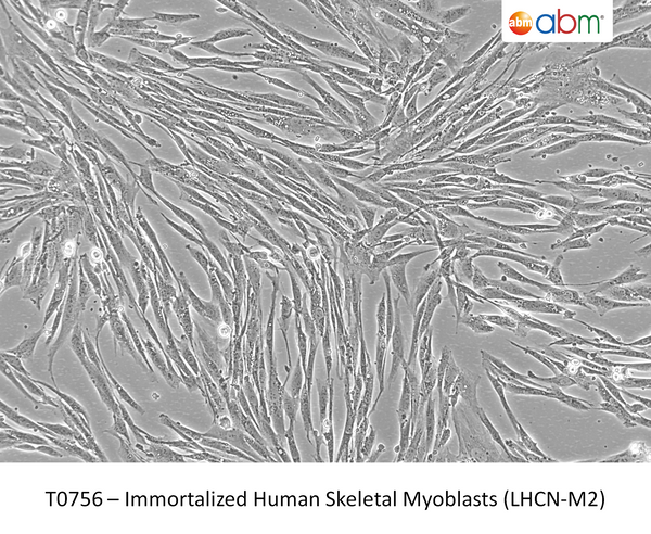 Immortalized Human Skeletal Myoblasts (LHCN-M2) | Applied Biological Materials (abm)