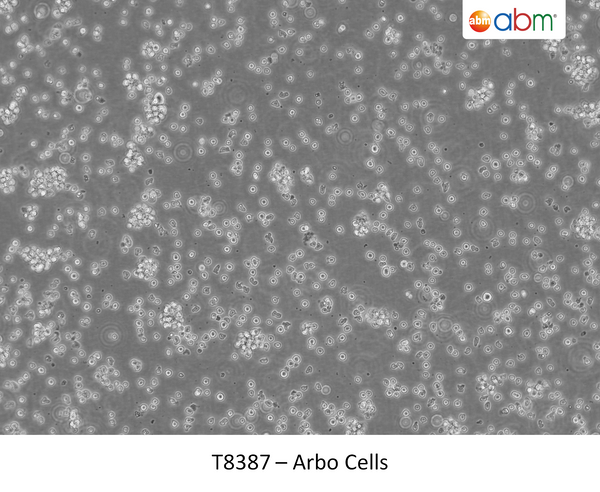 ACY1 CRISPR Knockout 293T Cell Line | Applied Biological Materials (abm)