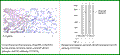 Anti-NF-kB p65 (Phospho-Ser536) Antibody – Figure 1 of 1