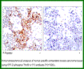 Anti-ATF2 (Phospho-Thr51(Thr69)) Antibody – Figure 1 of 1