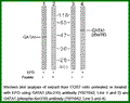 Anti-GATA1 (Phospho-Ser310) Antibody – Figure 1 of 1
