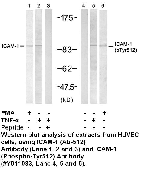 Anti-ICAM-1 (Phospho-Tyr512) Antibody – Figure 1 of 1