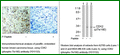 Anti-CDK2 (Phospho-Thr160) Antibody – Figure 1 of 1