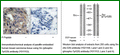 Anti-Src(Phospho-Tyr529) Antibody – Figure 1 of 1
