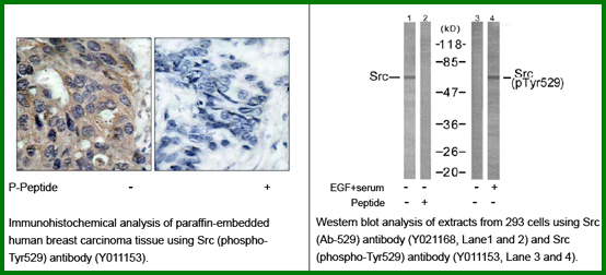 Anti-Src(Phospho-Tyr529) Antibody – Figure 1 of 1