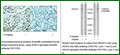 Anti-HDAC5 (Phospho-Ser498) Antibody – Figure 1 of 1