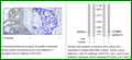 Anti-Stathmin 1 (Phospho-Ser37) Antibody – Figure 1 of 1
