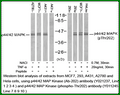 Anti-p44/42 MAP Kinase (Phospho-Thr202) Antibody – Figure 1 of 1