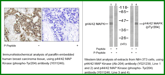 Anti-p44/42 MAP Kinase (Phospho-Tyr204) Antibody – Figure 1 of 1