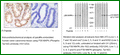Anti-p38 MAPK (Phospho-Tyr182) Antibody – Figure 1 of 1