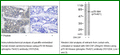 Anti-p70 S6 Kinase (Phospho-Thr421) Antibody – Figure 1 of 1