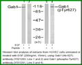 Anti-Gab1 (Phospho-Tyr627) Antibody – Figure 1 of 1