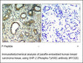 Anti-SHP-2 (Phospho-Tyr580) Antibody – Figure 1 of 1
