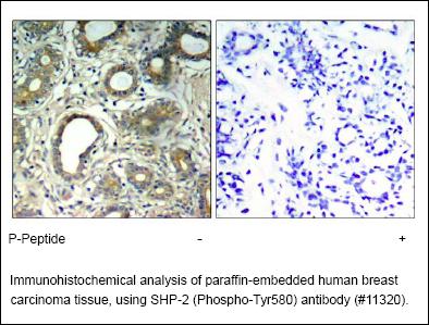 Anti-SHP-2 (Phospho-Tyr580) Antibody – Figure 1 of 1