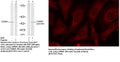 Anti-CARM1 (Phospho-Ser228) Antibody – Figure 1 of 1
