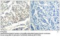 Anti-ABL1/2 (phospho-Tyr393/429) Antibody – Figure 1 of 1