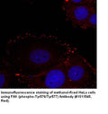 Anti-FAK (phospho-Tyr576/Tyr577) Antibody – Figure 1 of 1