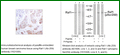 Anti-Raf1 (Ab-259) Antibody – Figure 1 of 1