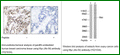 Anti-Myc (Ab-58) Antibody – Figure 1 of 1