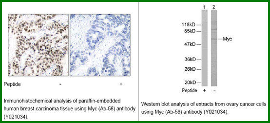 Anti-Myc (Ab-58) Antibody – Figure 1 of 1