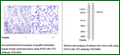 Anti-STAT3 (Ab-727) Antibody – Figure 1 of 1